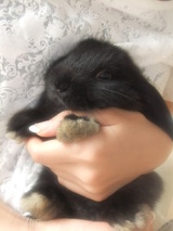 うさぎ5