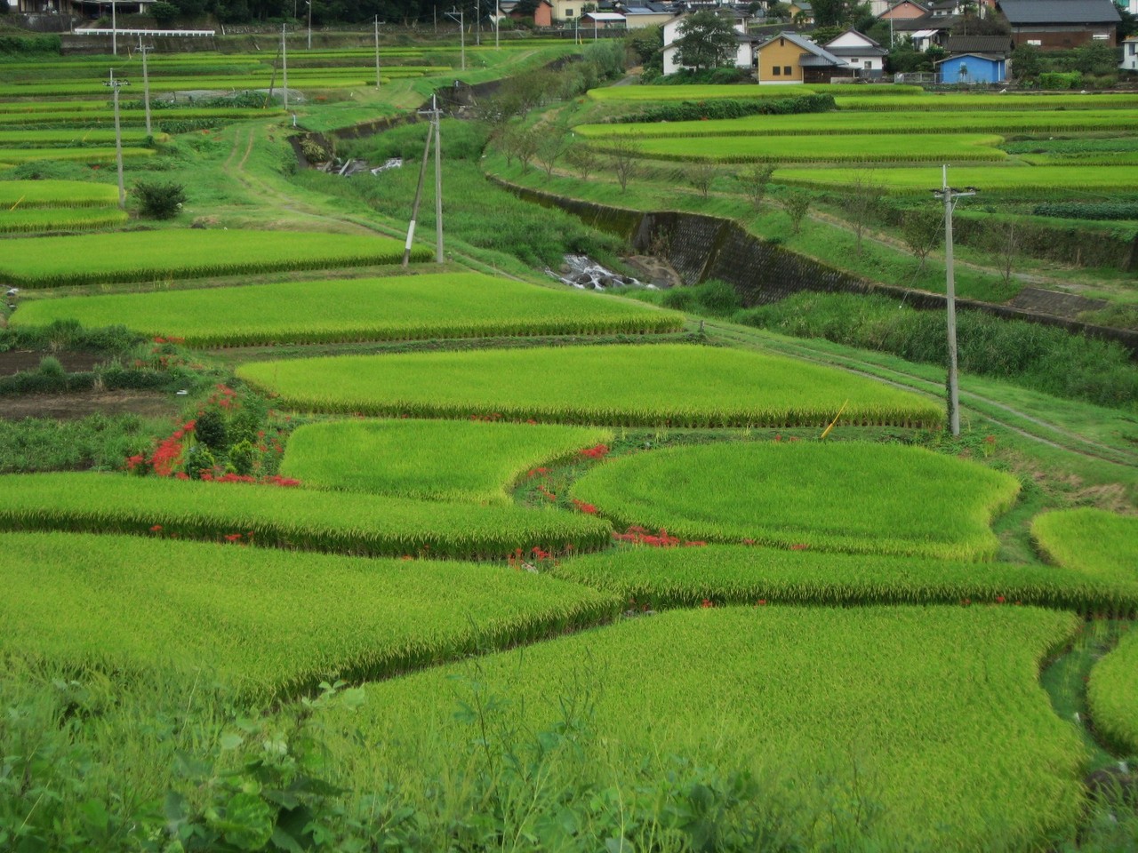 小さな恋のうた の掲示板投稿写真＆画像