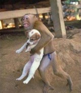 Flood 2011 - Monkey rescuring puppy
