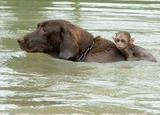 Flood 2011 - Dog rescuing monkey