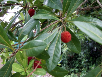 yamamomo