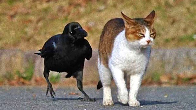 あのさ、イタズラもほどほどにね！あちこちイロイロちょっかいを出しちゃってるカラスたちの写真集