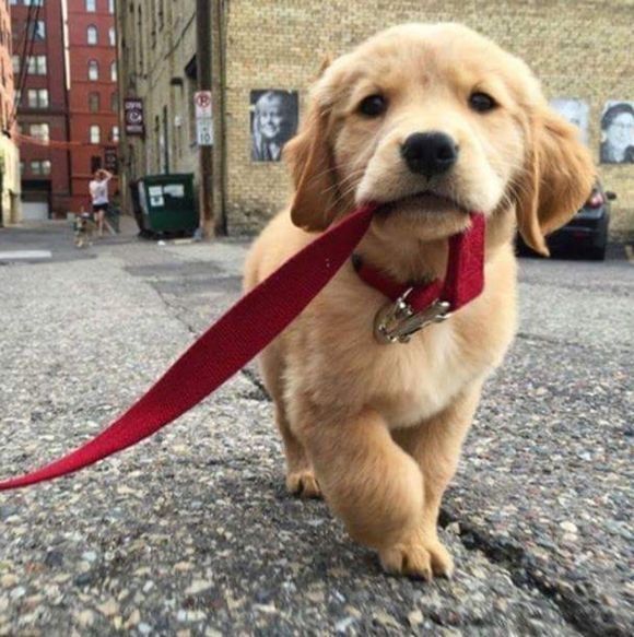 見てるだけで幸せになる。人類の永遠の親友、犬たちのほんわかジワっとする18枚の画像