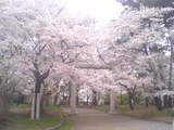 桜☆満開♪