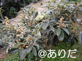 4f74a45b.jpg