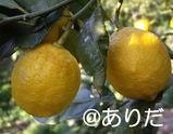 64cc8999.jpg