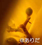 biwa1