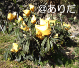 biwa2