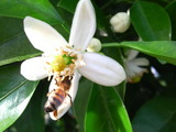 da4539a0.jpg