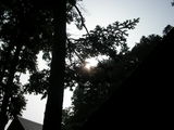 forest2