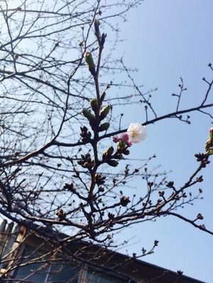 写真 2015-03-22 14 54 31