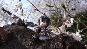 昔から桜の美しさは変わらんな
