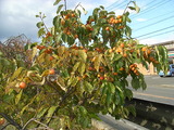 86f2348e.jpg