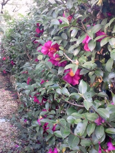 山茶花dc0c7835.jpg