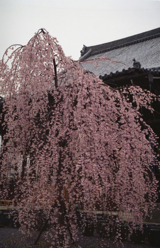 立本寺