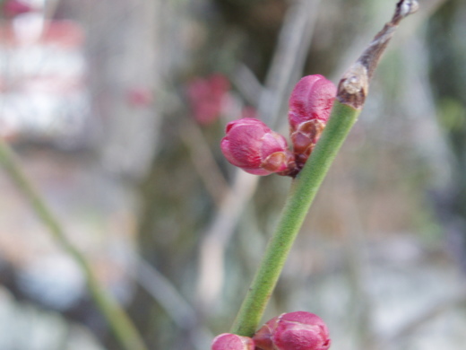 まだ蕾