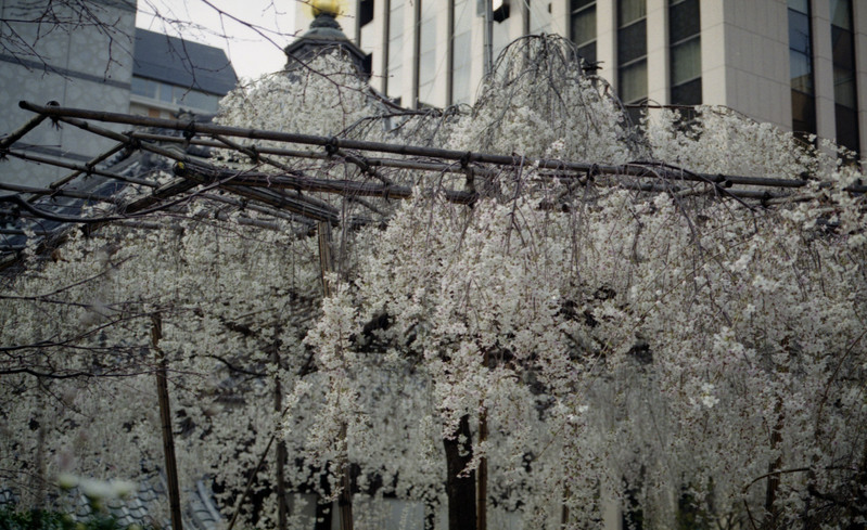 白い桜