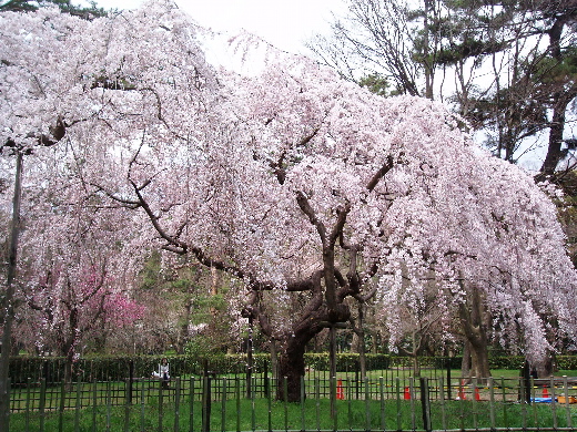 枝垂桜