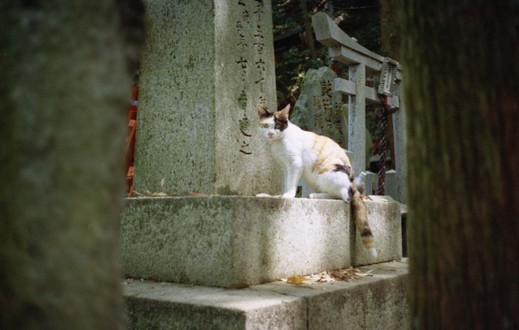 狐にネコ