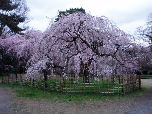 8分咲き