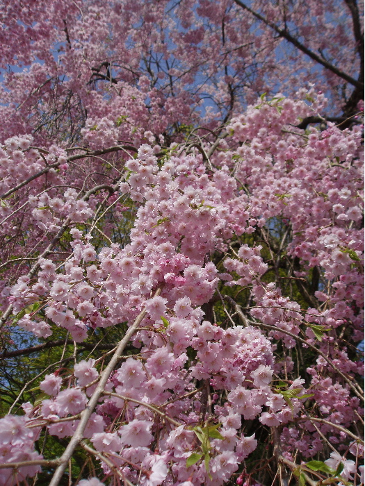 枝垂桜