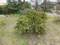 P1050787