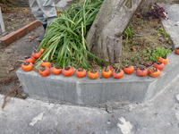 P1050812