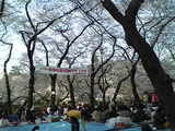 hanami