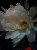 floweeeer