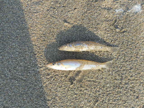 DSCN0687