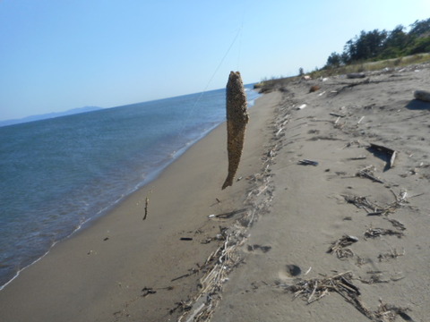 DSCN0962