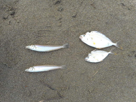 DSCN0753