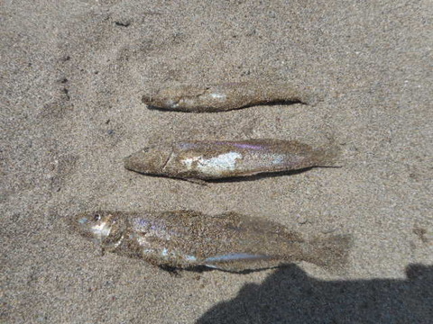 DSCN0949