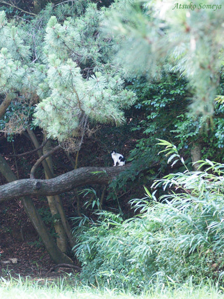 P7303335