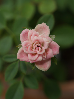 薔薇