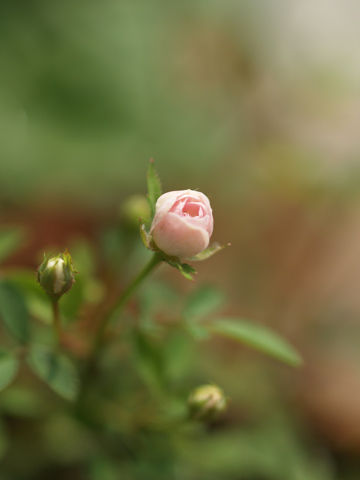 0906-04