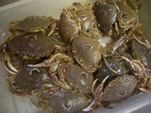 カニ釣り0