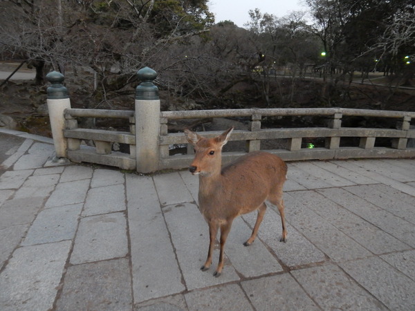 DSCN5428