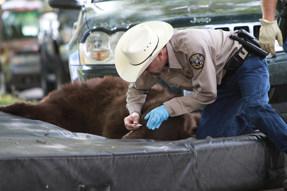 cubear03_cuindependent_andyduann