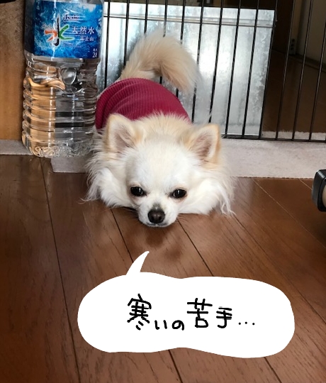寒がり3