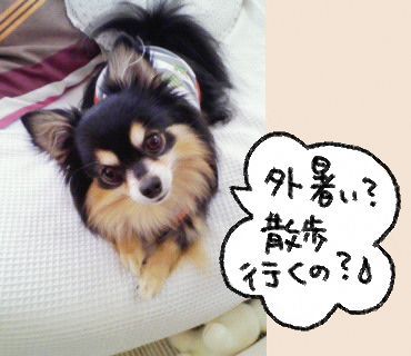 $あつをの4コマ漫画:ねりきり.おはぎ.さくらもち