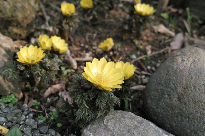 SDIM2093