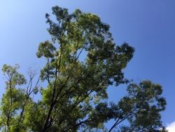 IMG_3997 (250x188)