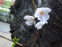 ¤ª²Ö¸«_170408_01 (1) (200x150)