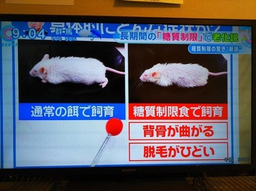 糖質制限の害 画像2