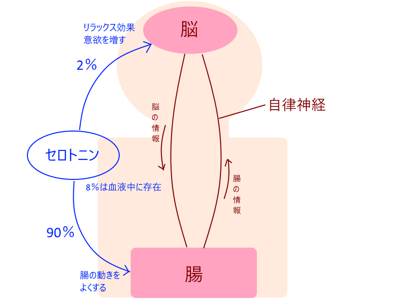 セロトニン分泌 画像1