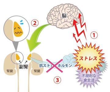 副腎 ストレスの影響 画像1