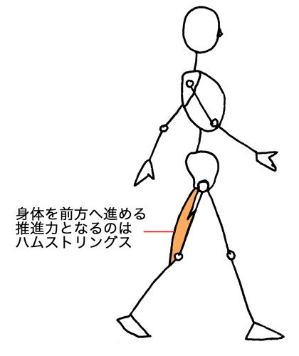 歩行時の筋肉 画像1