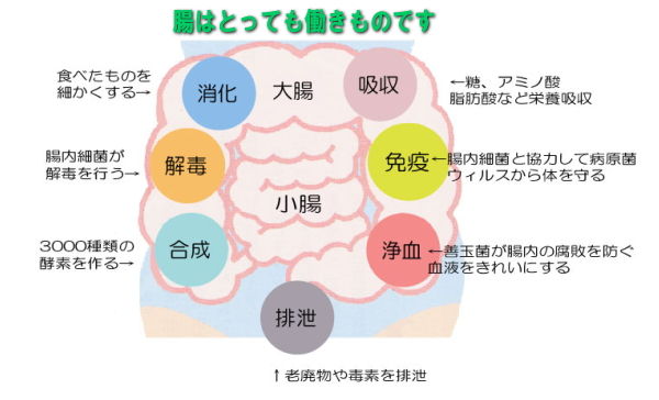 腸の働き 画像2