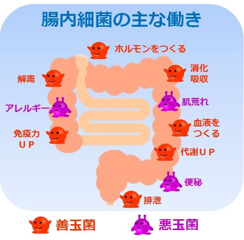 腸内細菌の働き 画像1